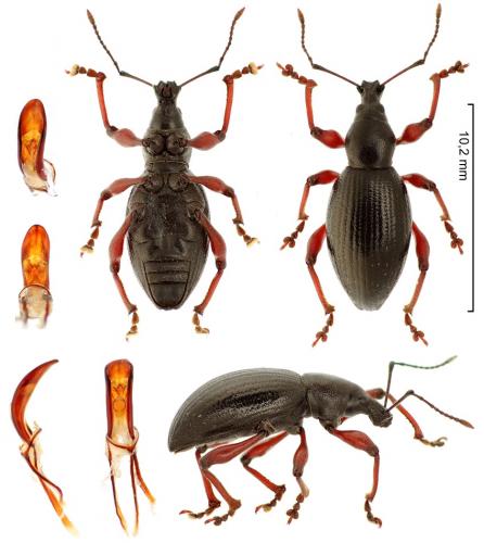 Otiorhynchus clavipes